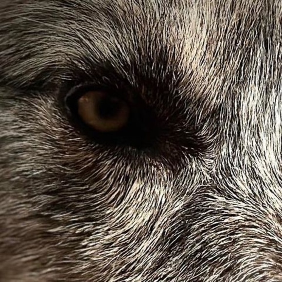 Meet your Posher, Fitz - Picture 1 of 1